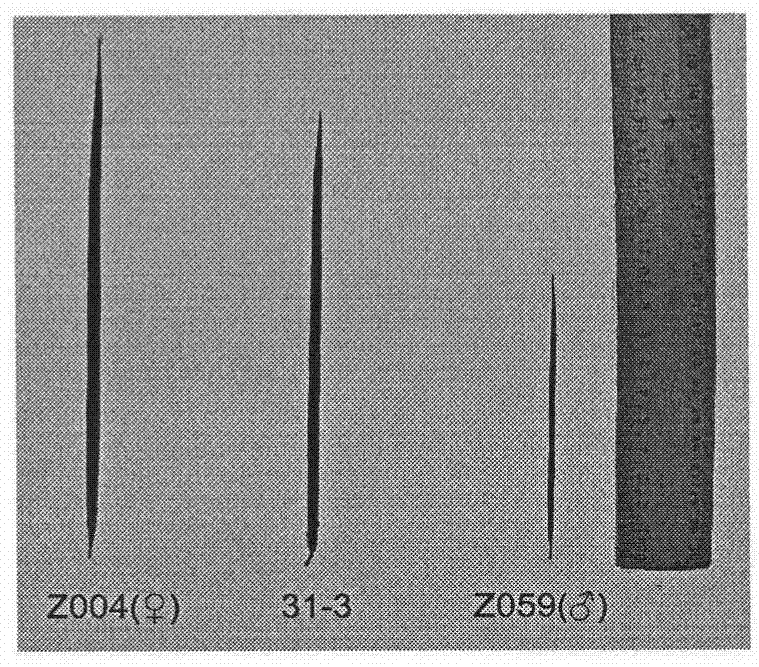 A kind of interspecific hybrid breeding method of new Zoysia plant species