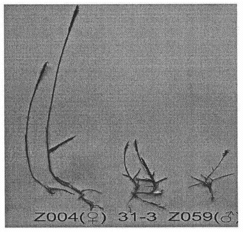 A kind of interspecific hybrid breeding method of new Zoysia plant species