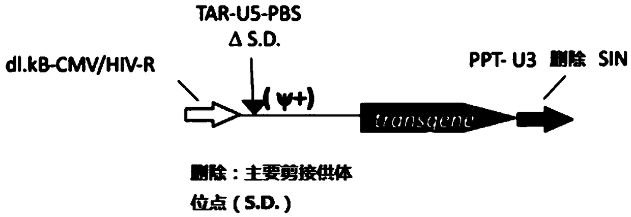 Gaucher lentiviral vector, lentivirus and preparation method and application thereof