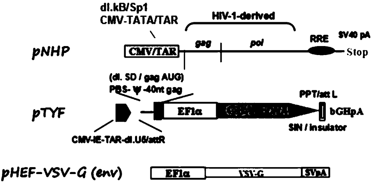 Gaucher lentiviral vector, lentivirus and preparation method and application thereof