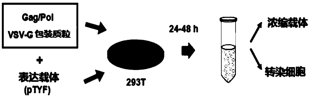 Gaucher lentiviral vector, lentivirus and preparation method and application thereof