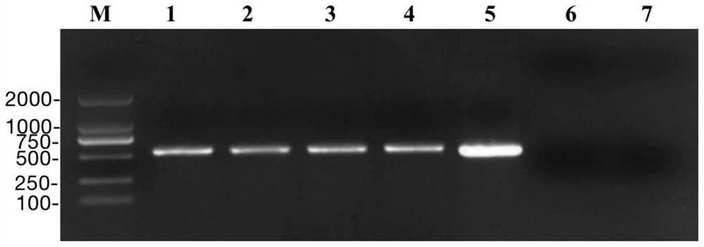 Agrobacterium-mediated flowering cabbage genetic transformation method