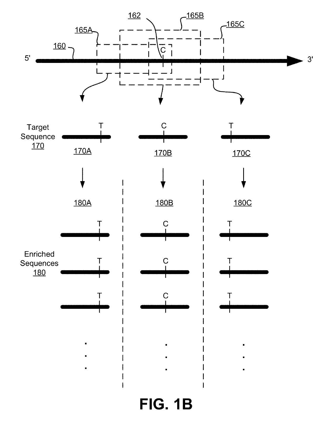 Models for Targeted Sequencing