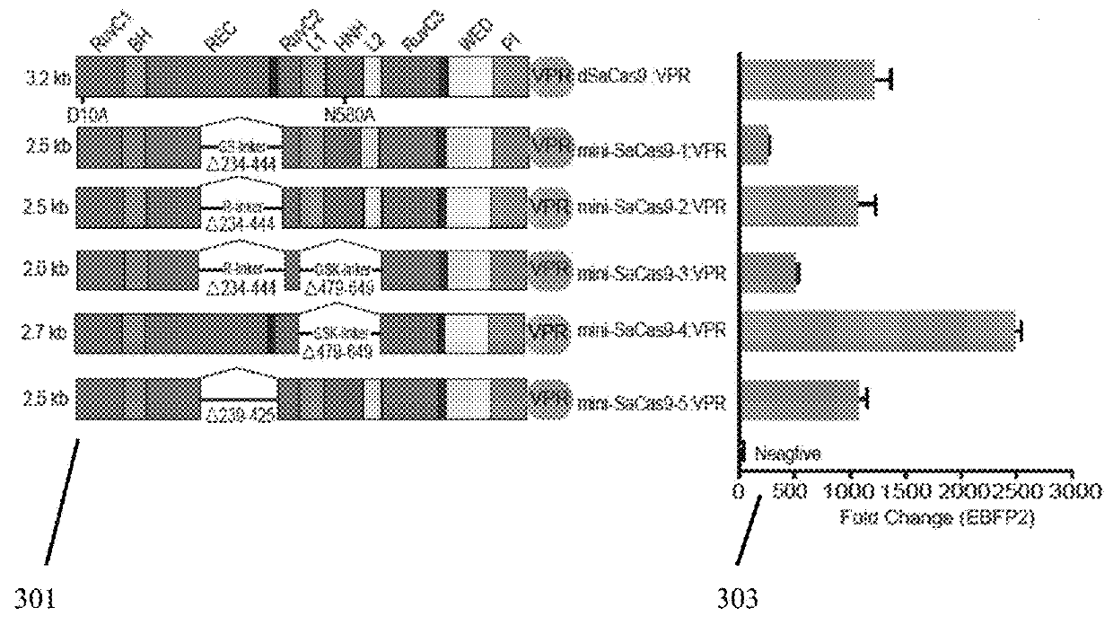 Engineering of a minimal SaCas9 CRISPR/Cas system for gene editing and transcriptional regulation optimized by enhanced guide RNA