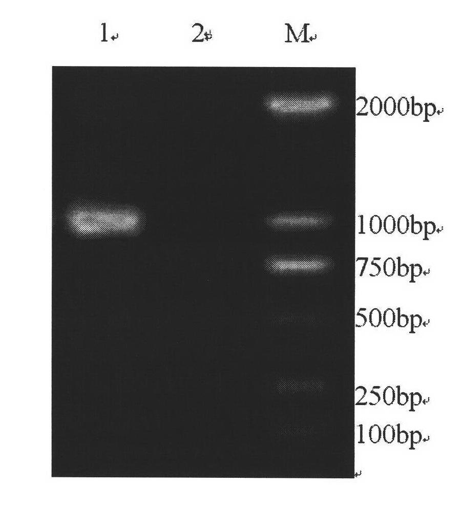 Method for detecting canine influenza