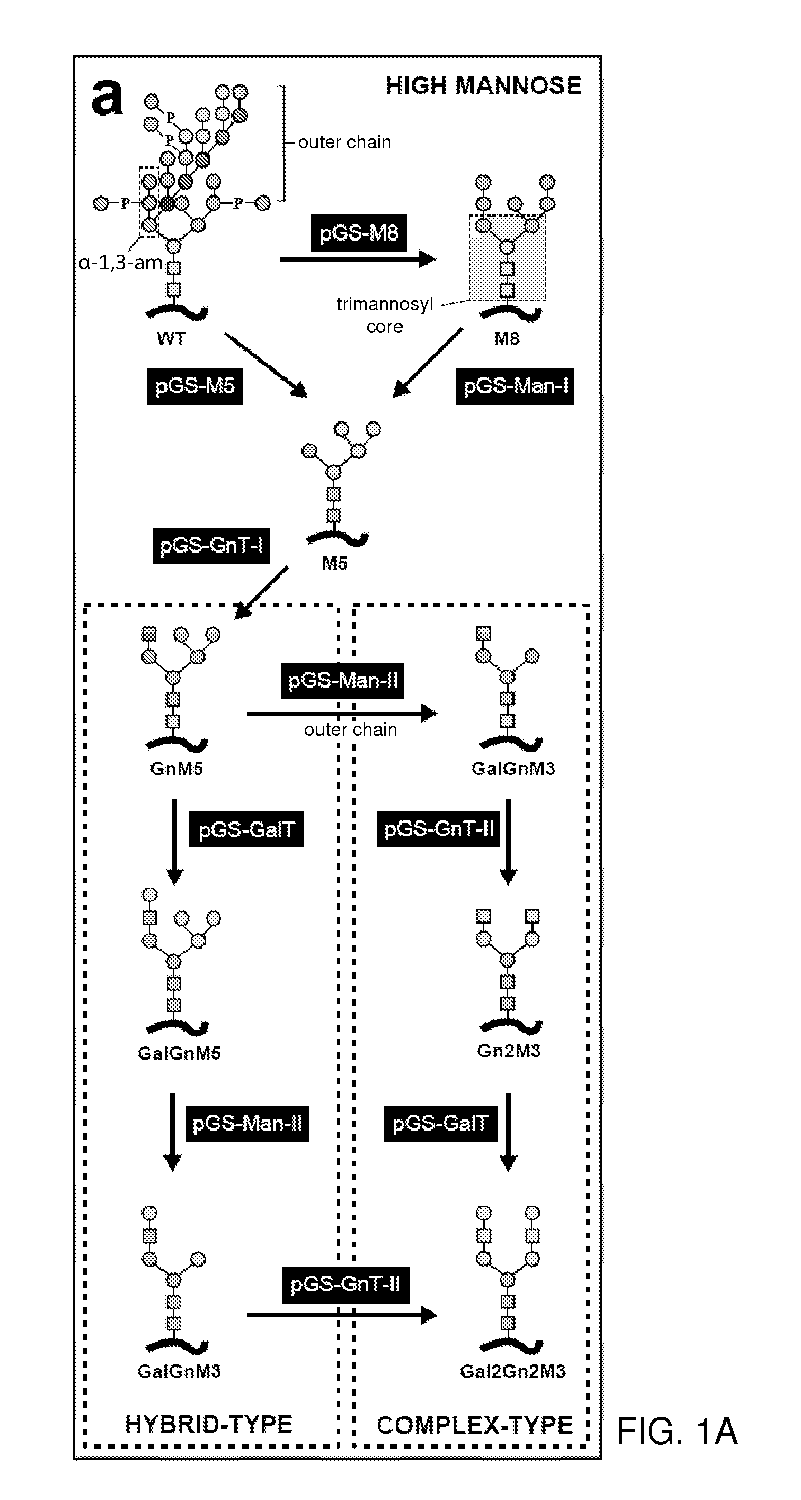 Methods for producing substantially homogeneous hybrid or complex n-glycans in methylotrophic yeasts