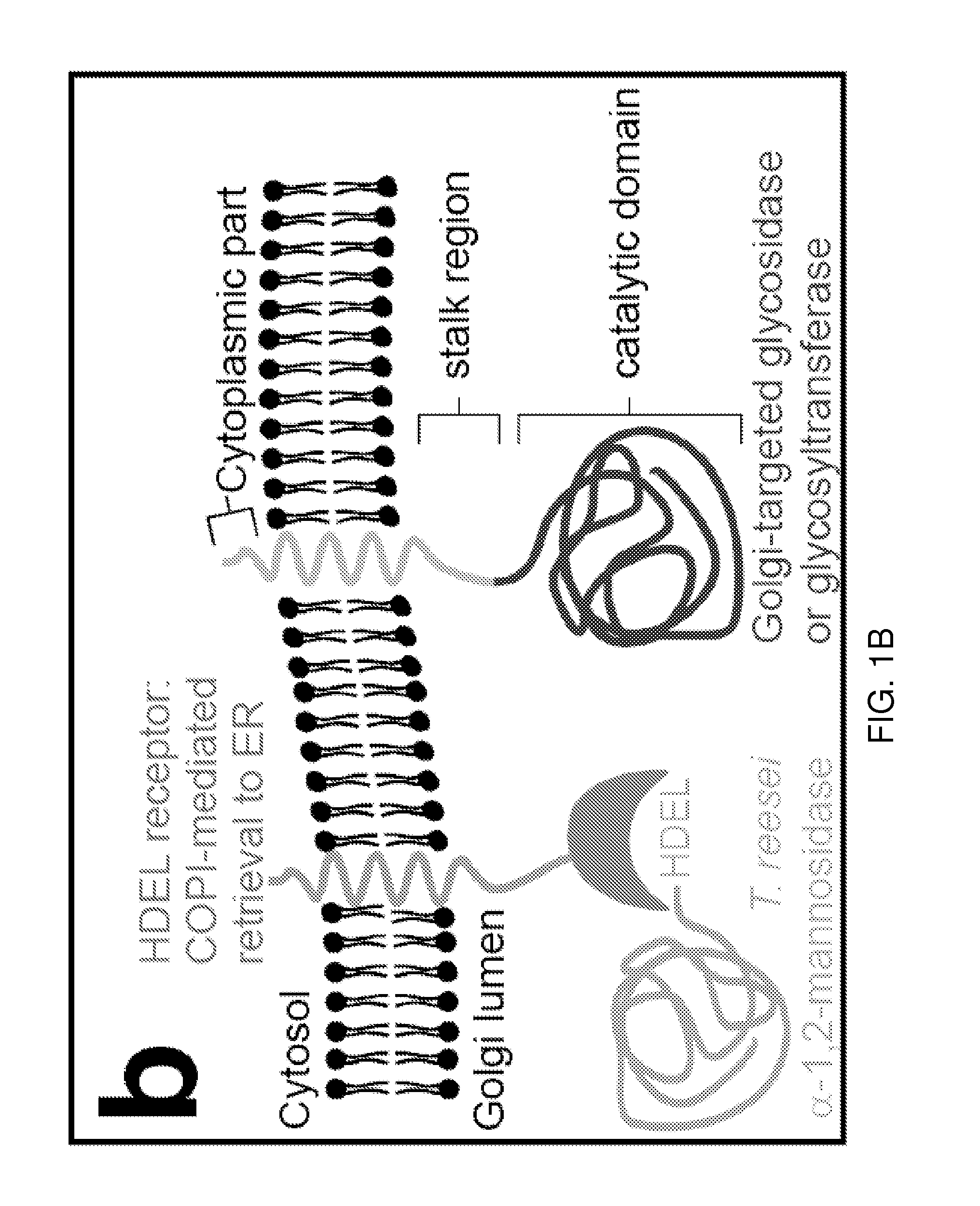 Methods for producing substantially homogeneous hybrid or complex n-glycans in methylotrophic yeasts