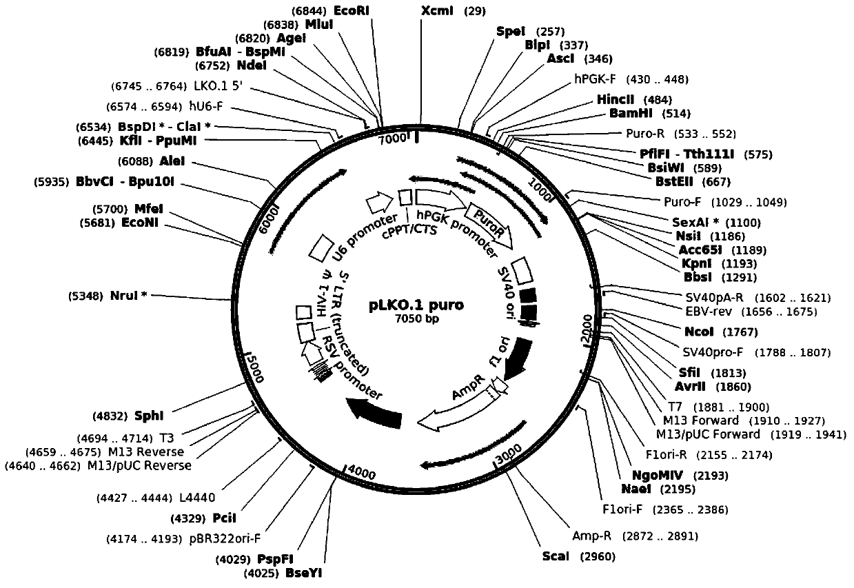 SiRNA (small interference Ribonucleic Acid) for targeted inhibition on expression of esophagus cancer EGFL6 gene, constructed expression vector and application