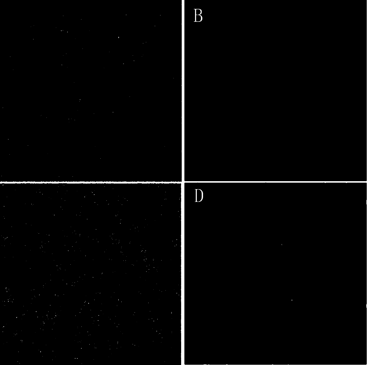 SiRNA (small interference Ribonucleic Acid) for targeted inhibition on expression of esophagus cancer EGFL6 gene, constructed expression vector and application