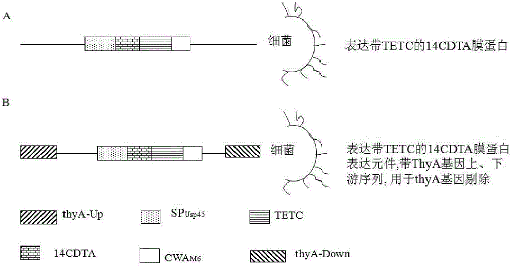 Live bacterial vaccine for controlling intestinal infection caused by clostridium difficile, preparation method thereof and application thereof