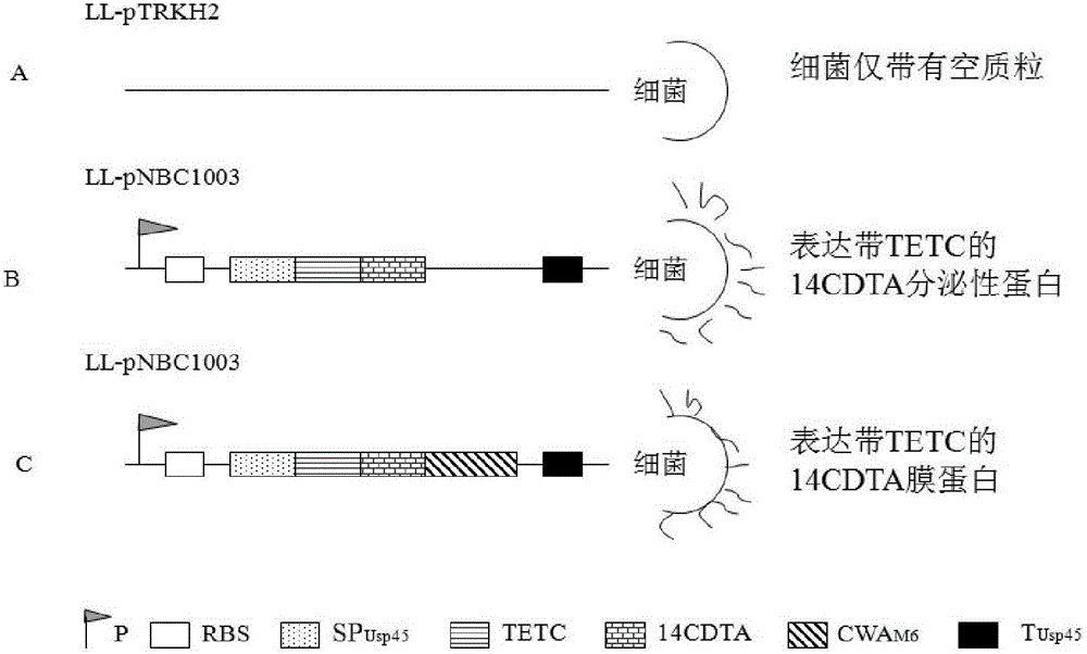 Live bacterial vaccine for controlling intestinal infection caused by clostridium difficile, preparation method thereof and application thereof