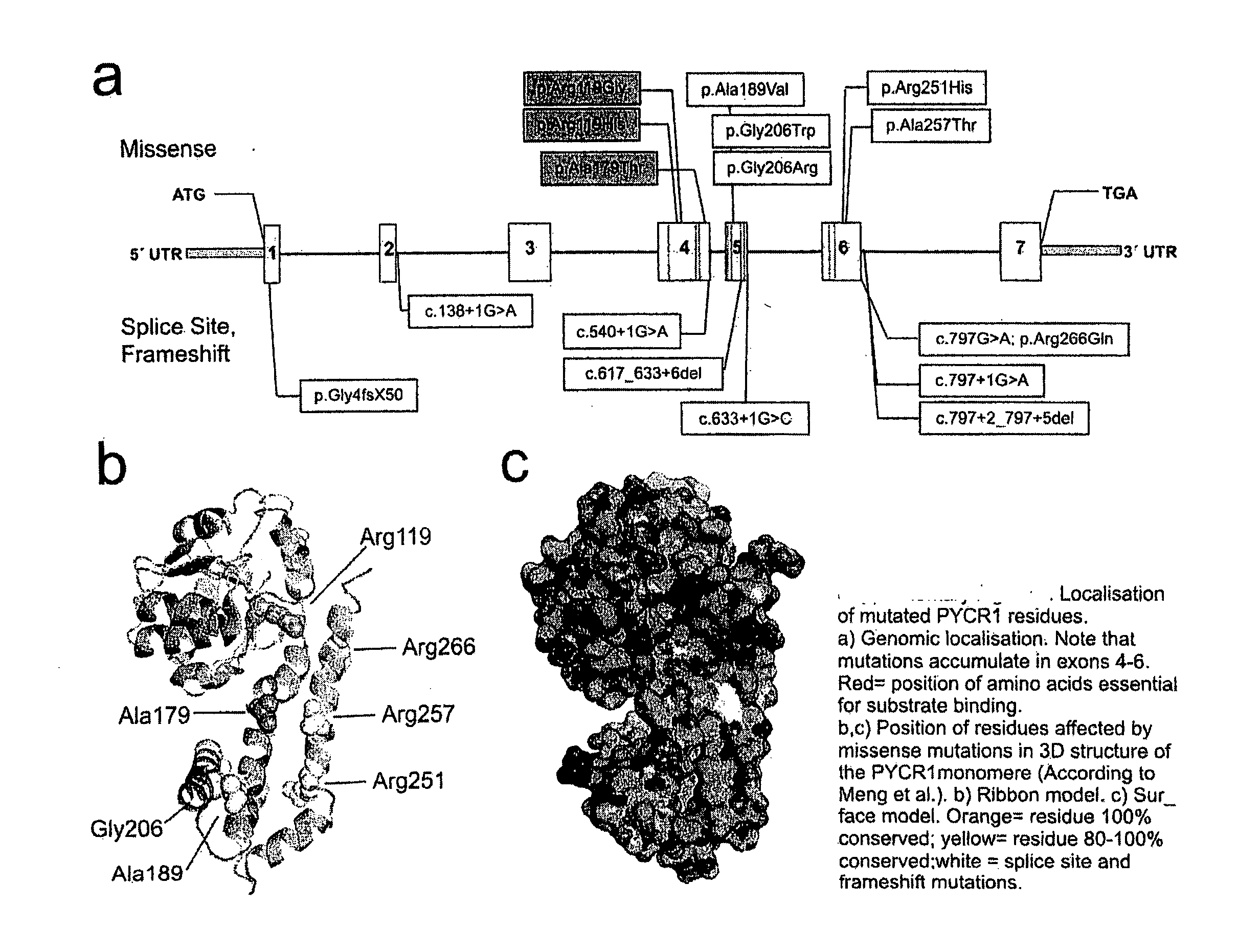 Muteins of the pyrroline-5-carboxylate reductase 1