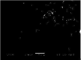 A kind of red fluorescent powder excited by electron beam and preparation method thereof