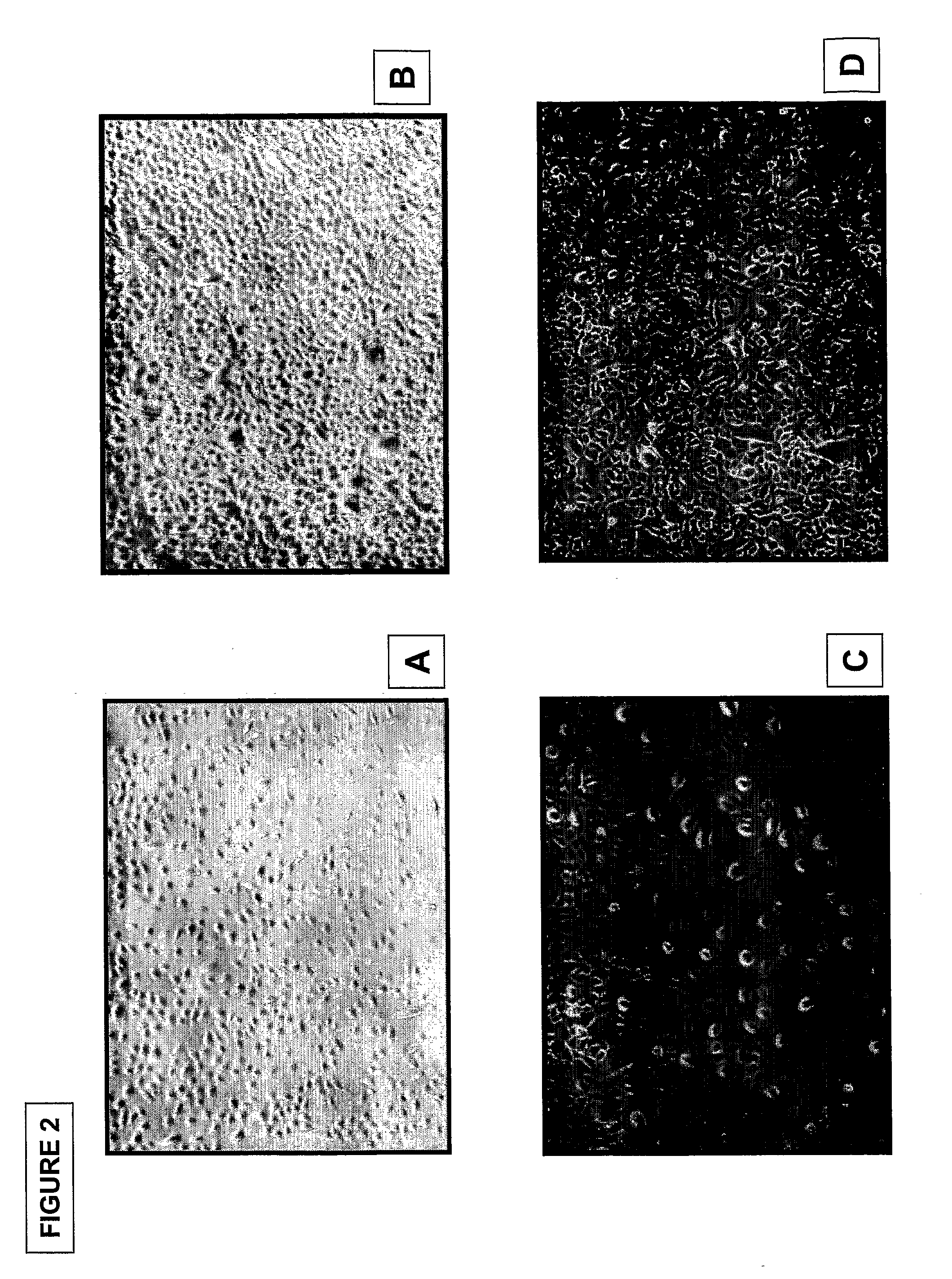 Isolation and Cultivation of Stem/Progenitor Cells From the Amniotic Membrane of Umbilical Cord and Uses of Cells Differentiated Therefrom