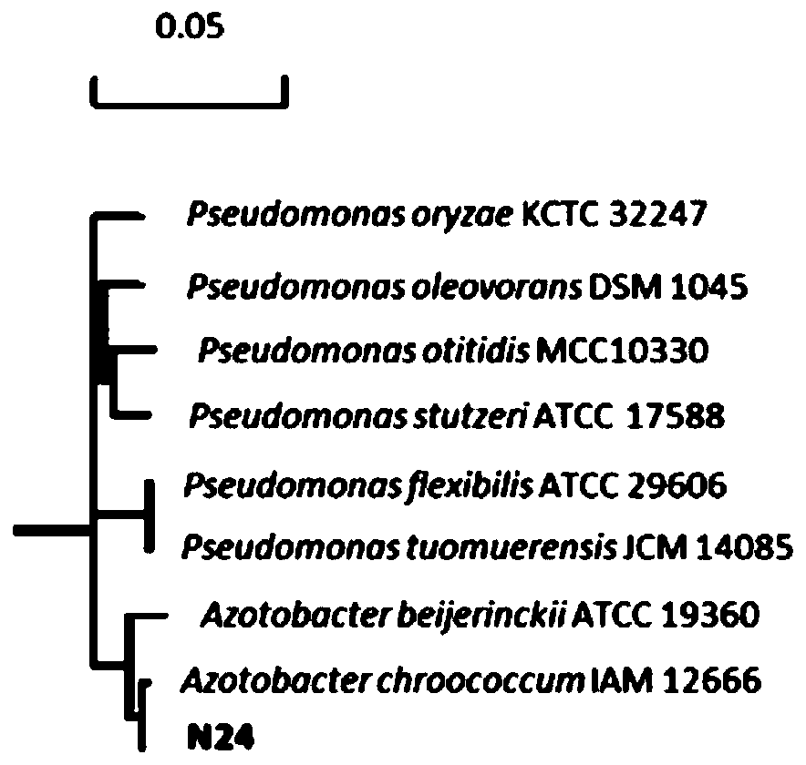 Complex microbial inoculant for promoting wheat growth and application thereof