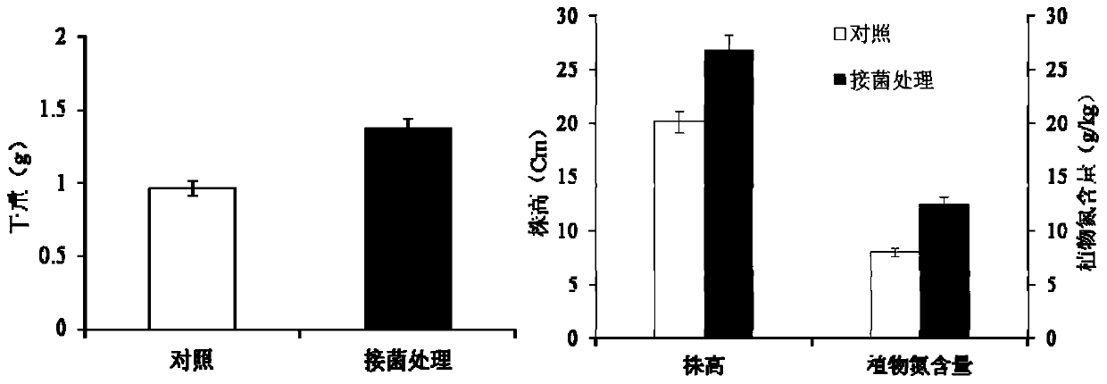 Complex microbial inoculant for promoting wheat growth and application thereof