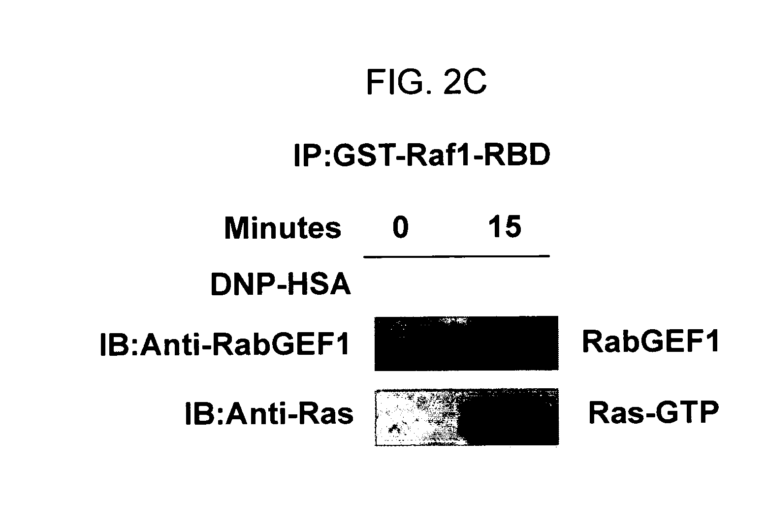 In vivo models for rabGEF1-dependent signaling and functions