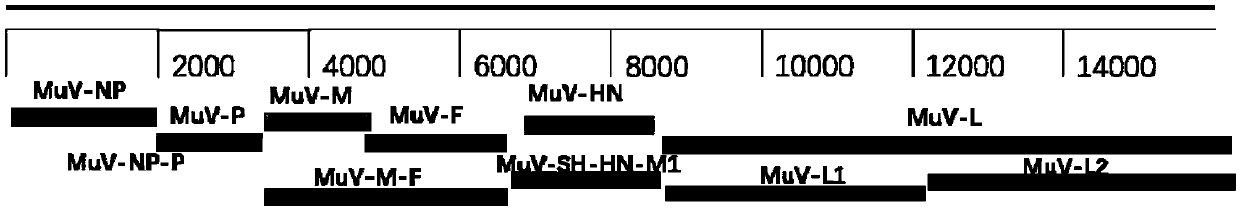 System used for rescuing mumps virus and rescue method