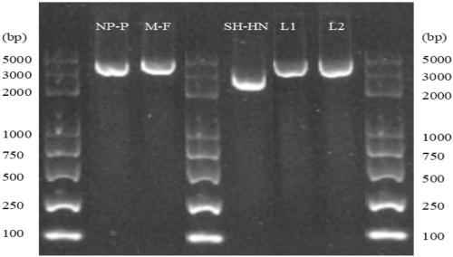 System used for rescuing mumps virus and rescue method