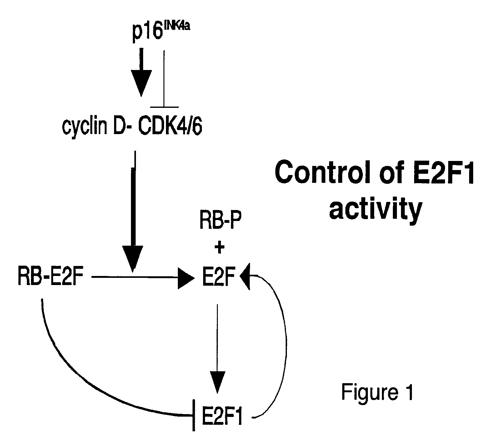 Transgenic luciferase mouse