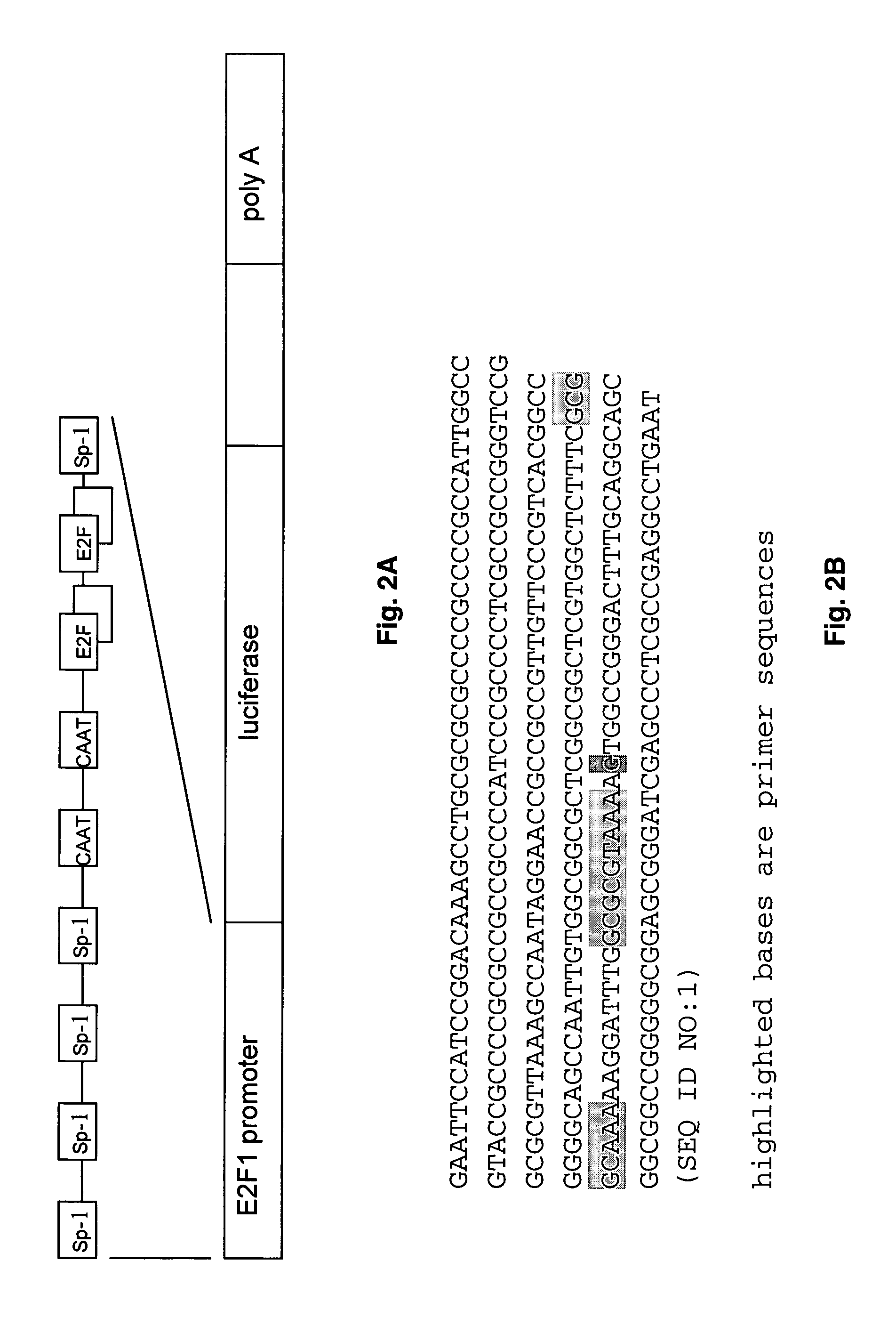 Transgenic luciferase mouse