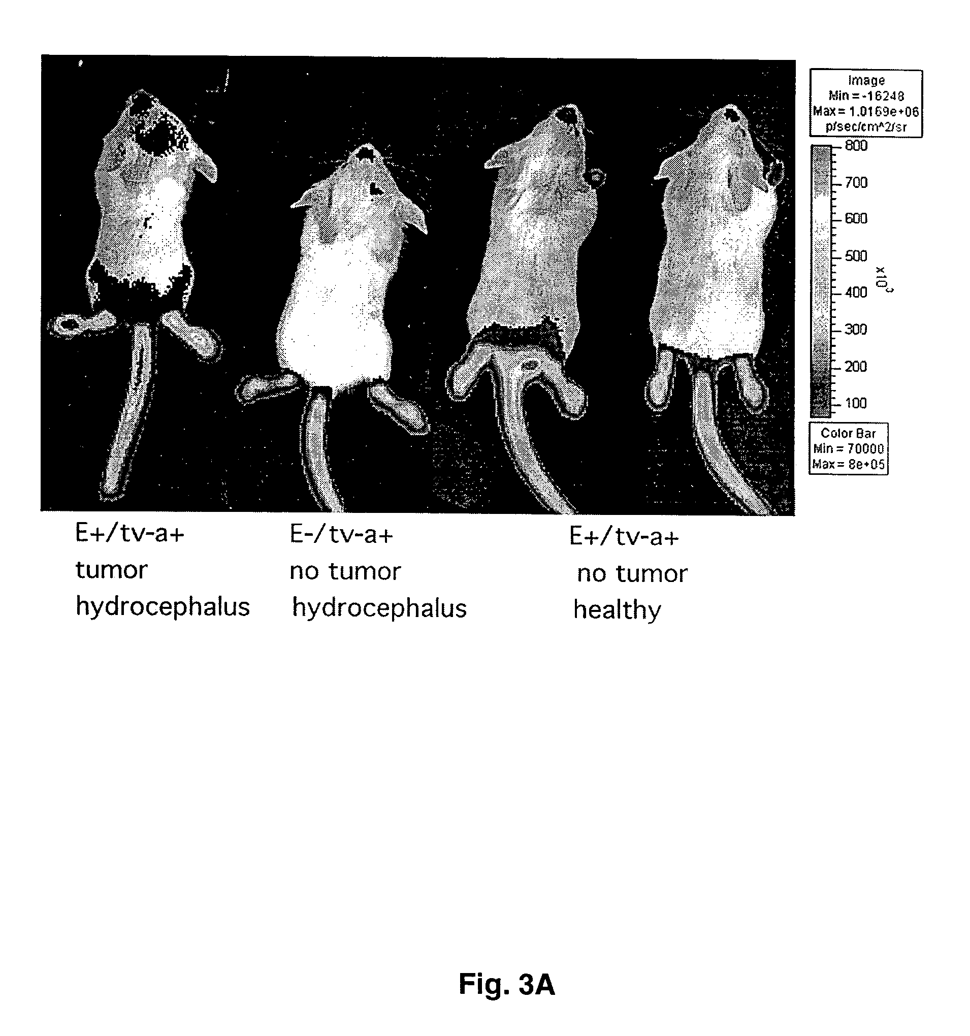 Transgenic luciferase mouse