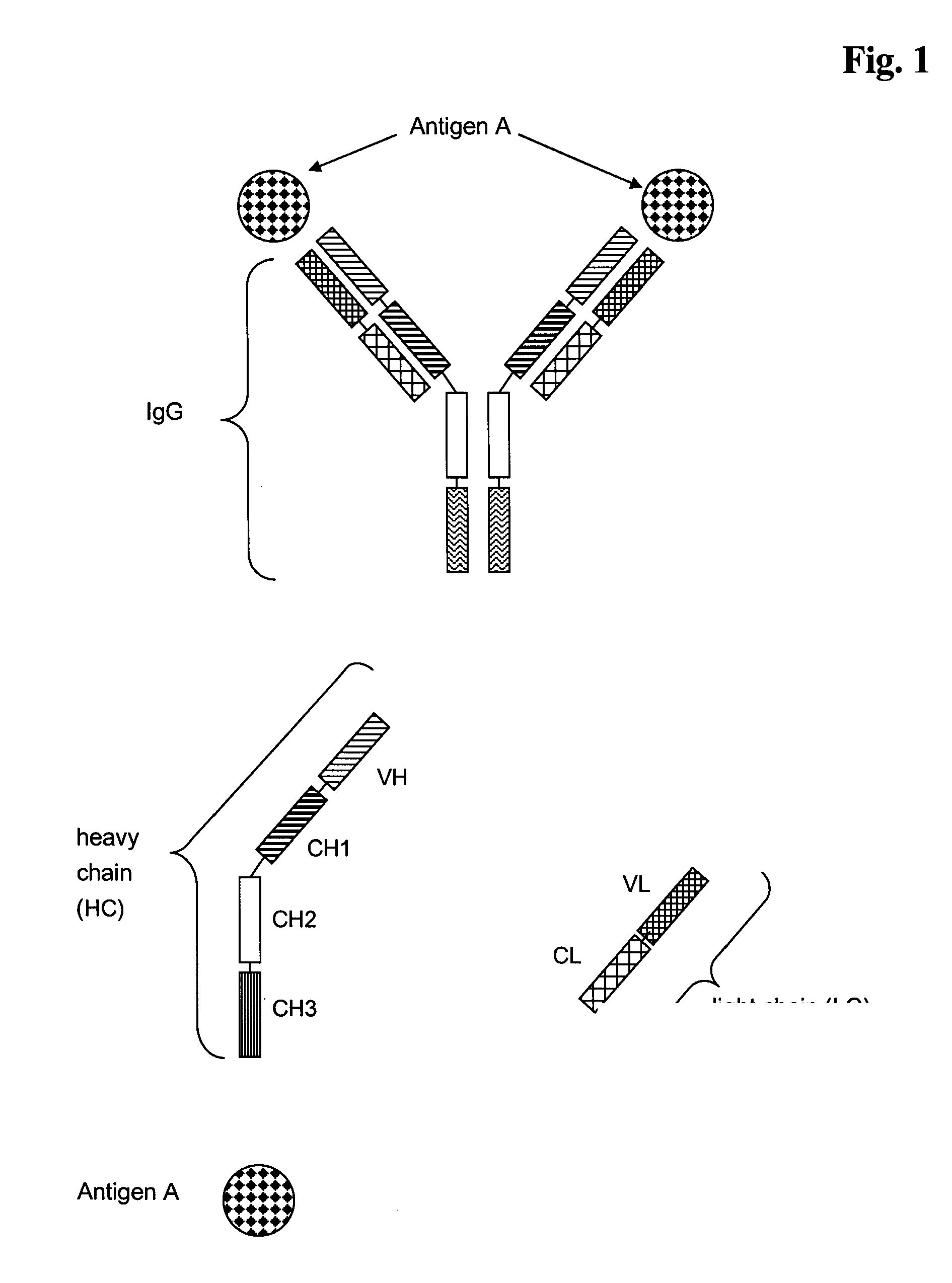 Bivalent, bispecific antibodies