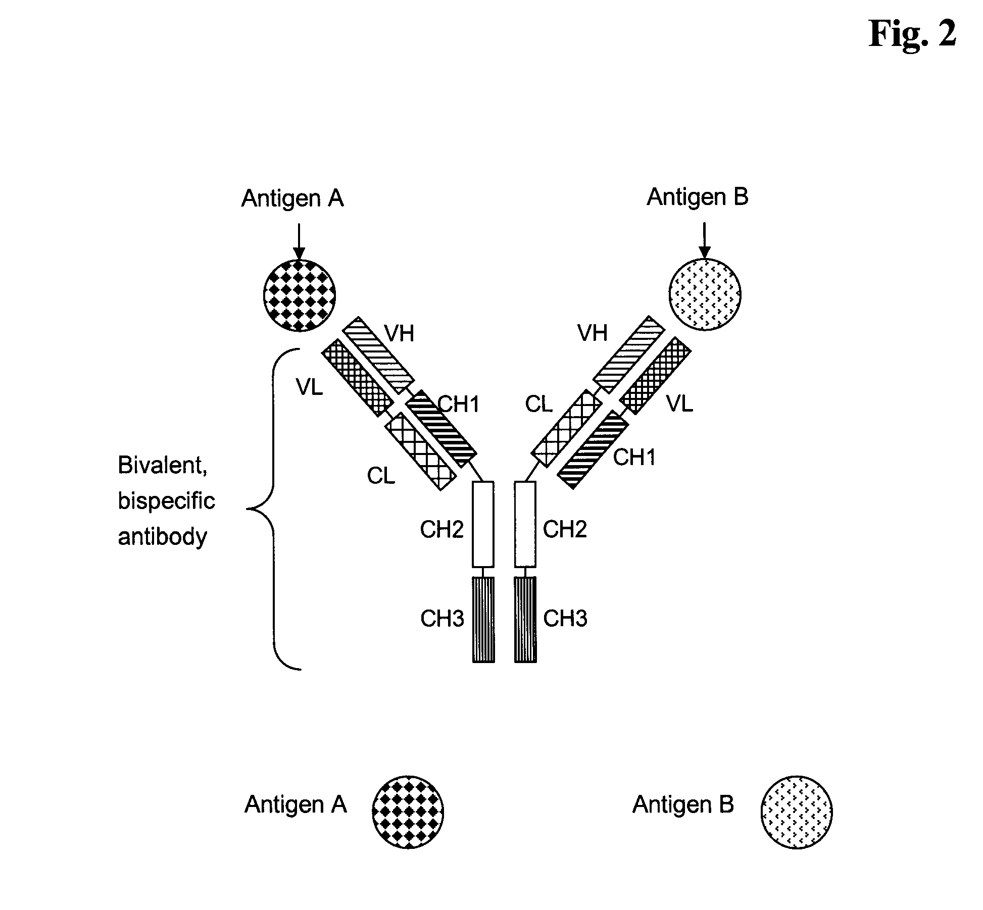 Bivalent, bispecific antibodies