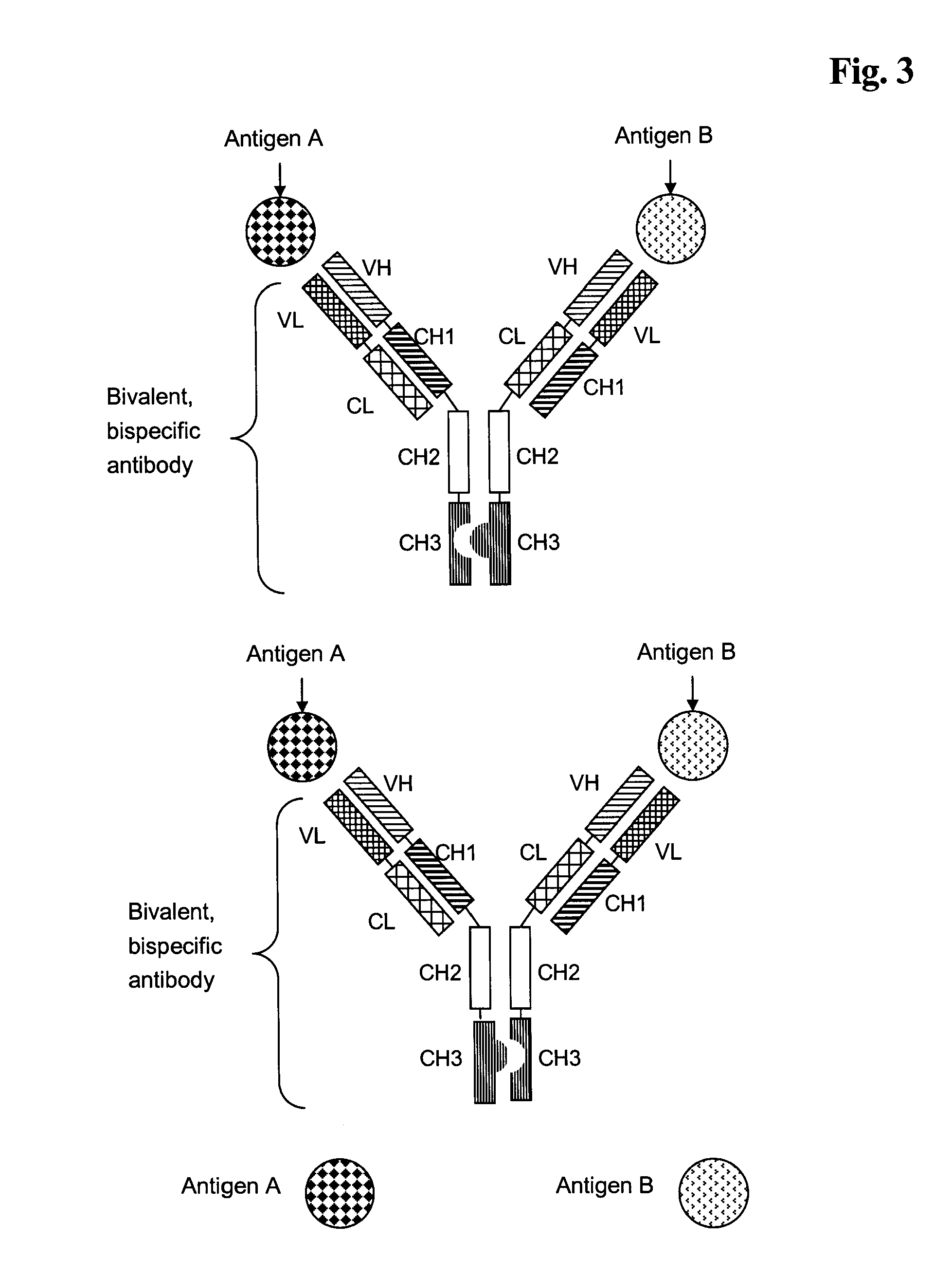 Bivalent, bispecific antibodies