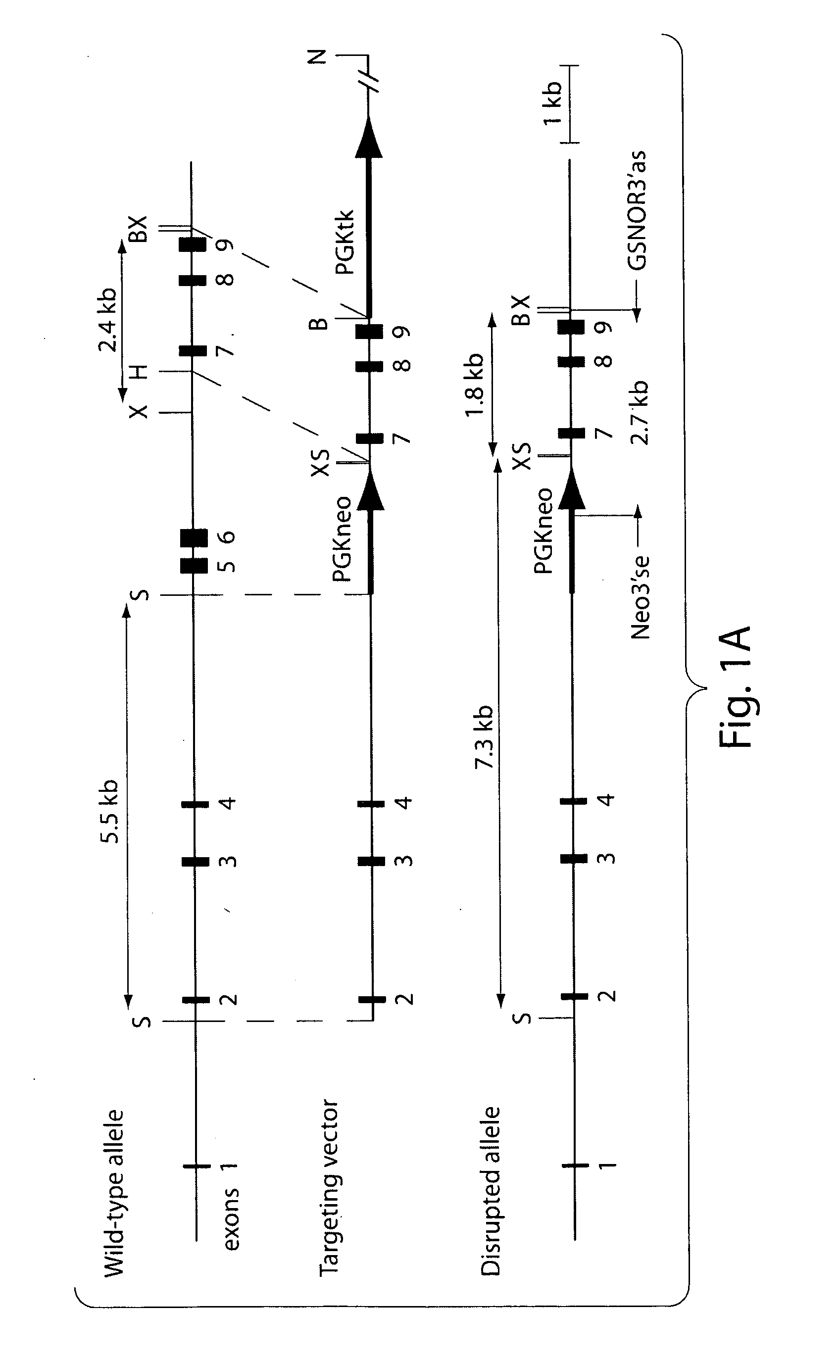 Compositions and methods for modulating S-nitrosoglutathione reductase