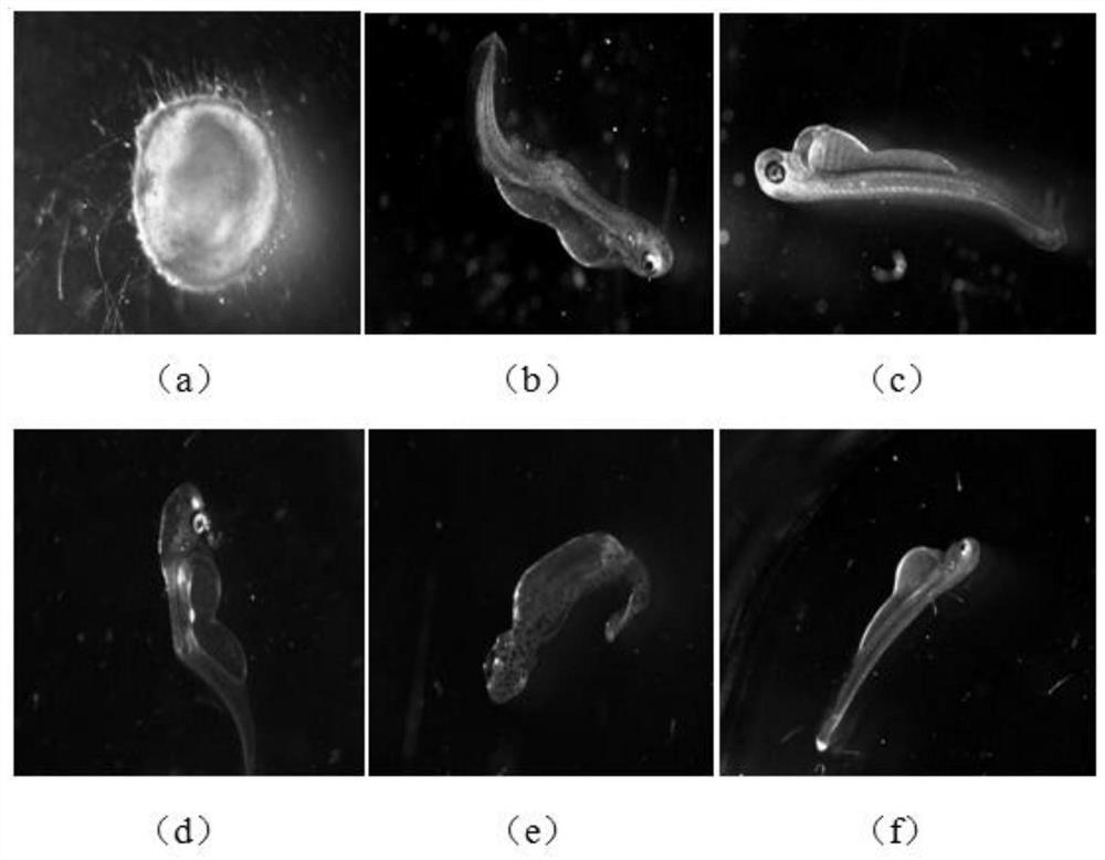 Rare gobiocypris rarus embryotoxicity determination method and water body monitoring and early warning method