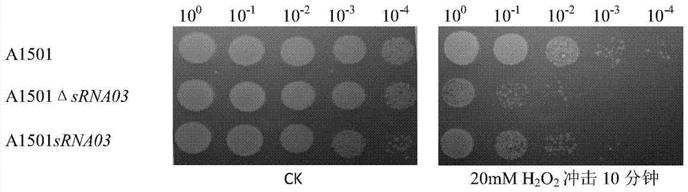 A kind of anti-oxidation and high-salt stress-resistant artificially synthesized srna and its application