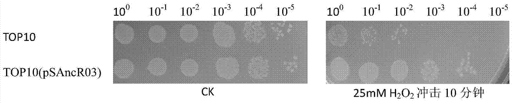 A kind of anti-oxidation and high-salt stress-resistant artificially synthesized srna and its application