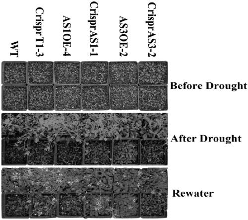 Application of arabidopsis thaliana MAPKKK kinase in breeding