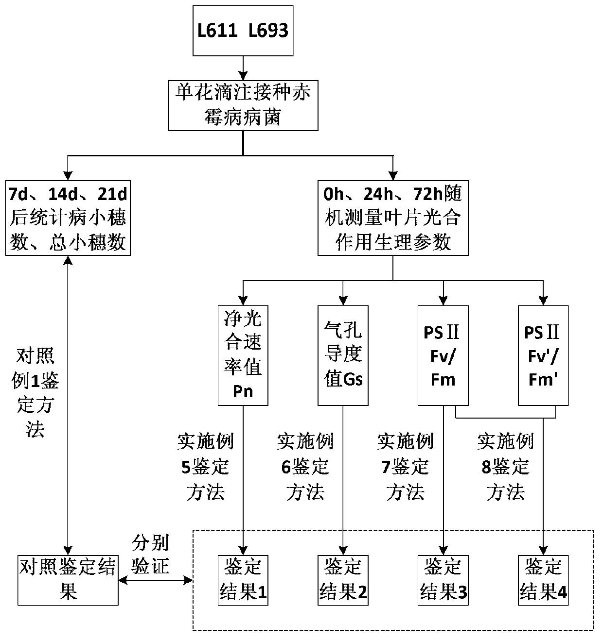 Method for rapidly identifying scab resistance of wheat