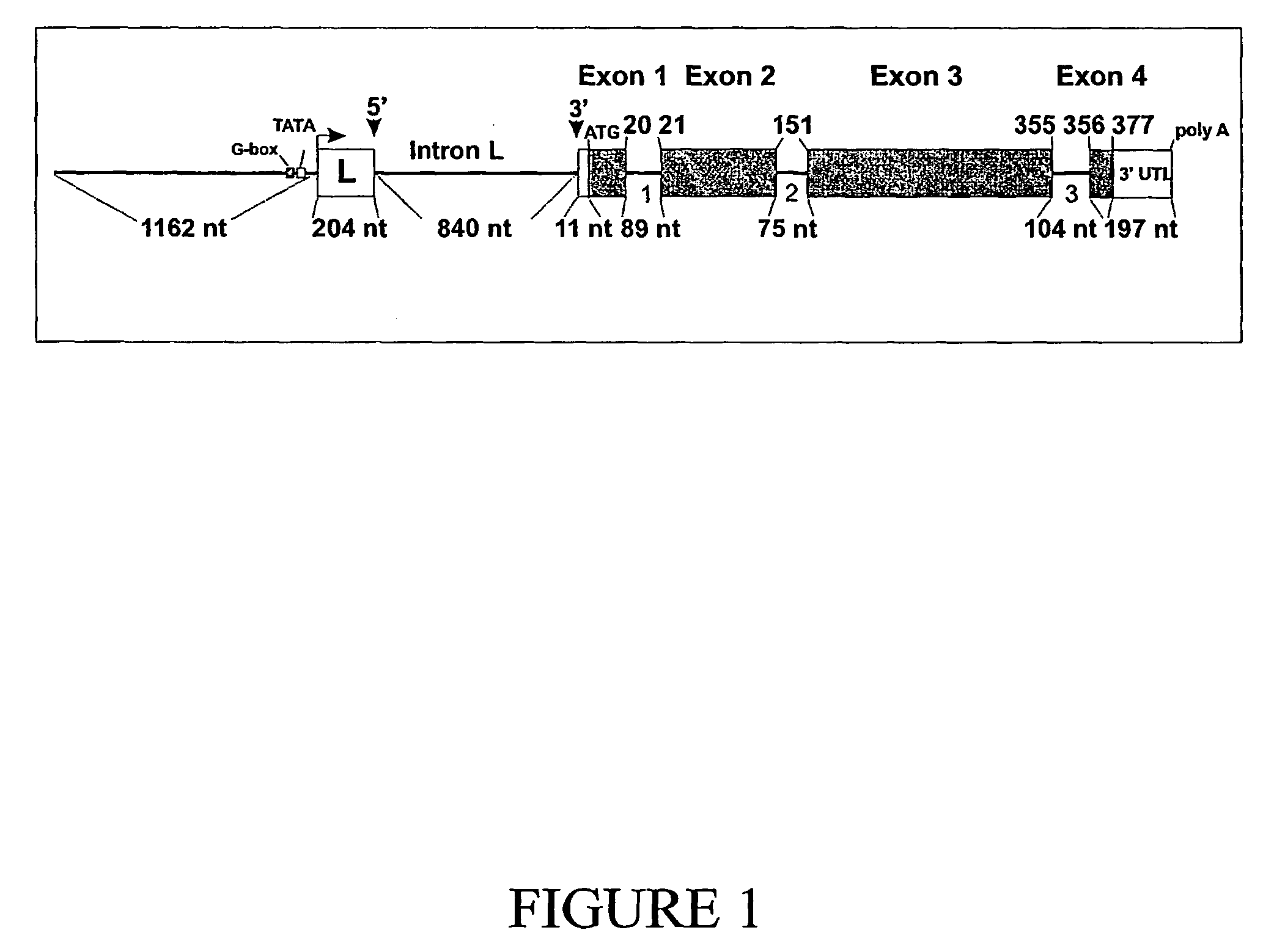 Banana actin gene and its promoter