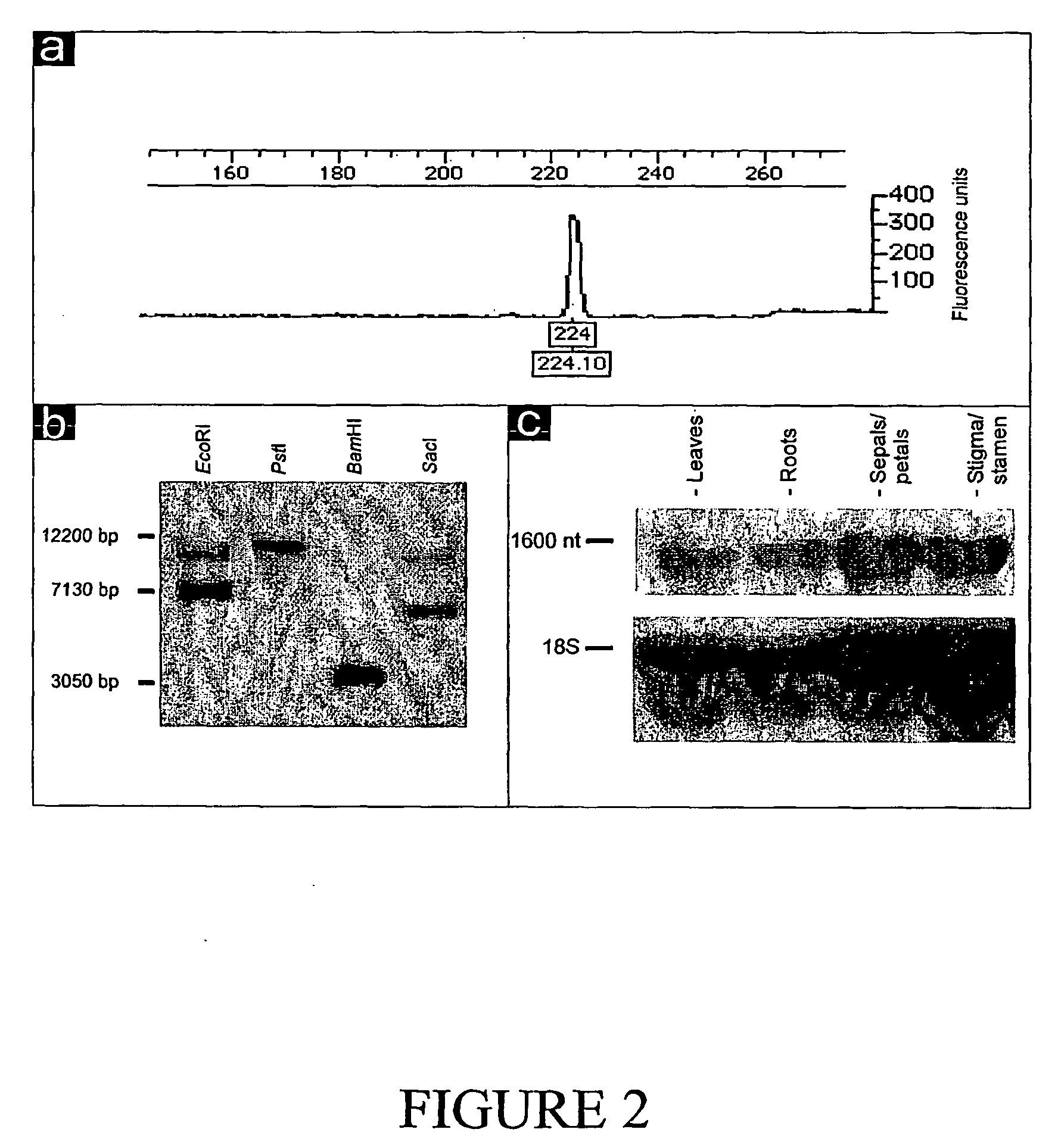 Banana actin gene and its promoter