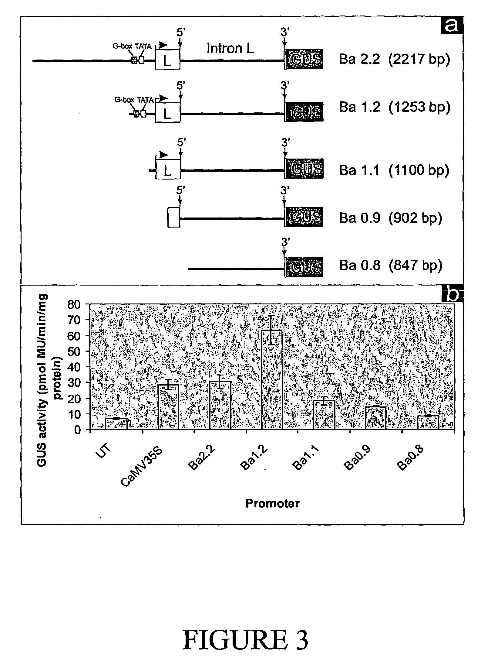 Banana actin gene and its promoter