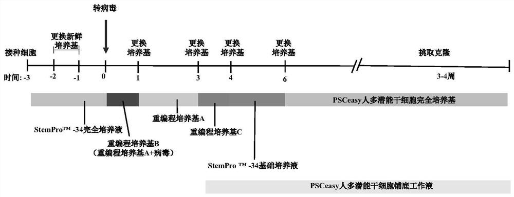 Human II-type thrombocytopenia iPS cell line and preparation method and application thereof