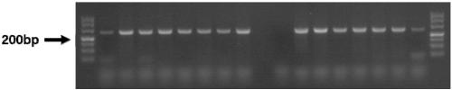 Molecular marker for improving fecundity of Sunit sheep and application of molecular marker