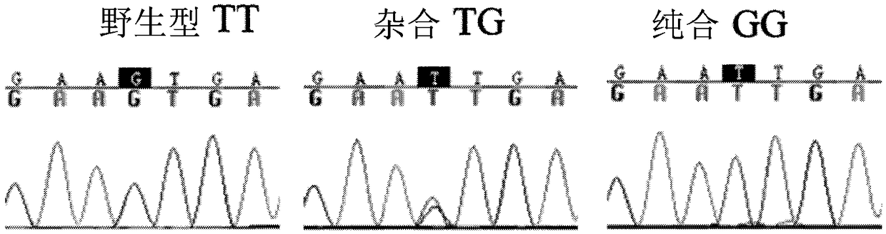 Molecular marker for improving fecundity of Sunit sheep and application of molecular marker