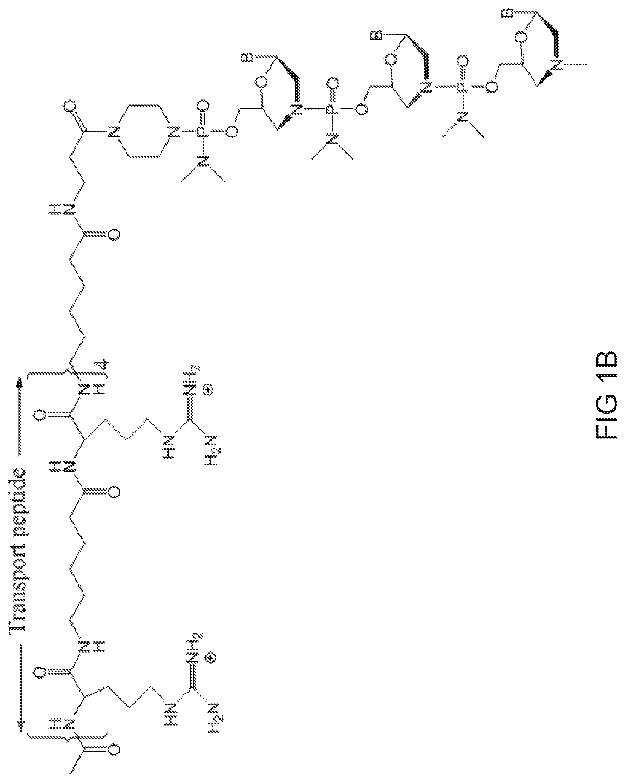 Antisense-induced exon exclusion in myostatin