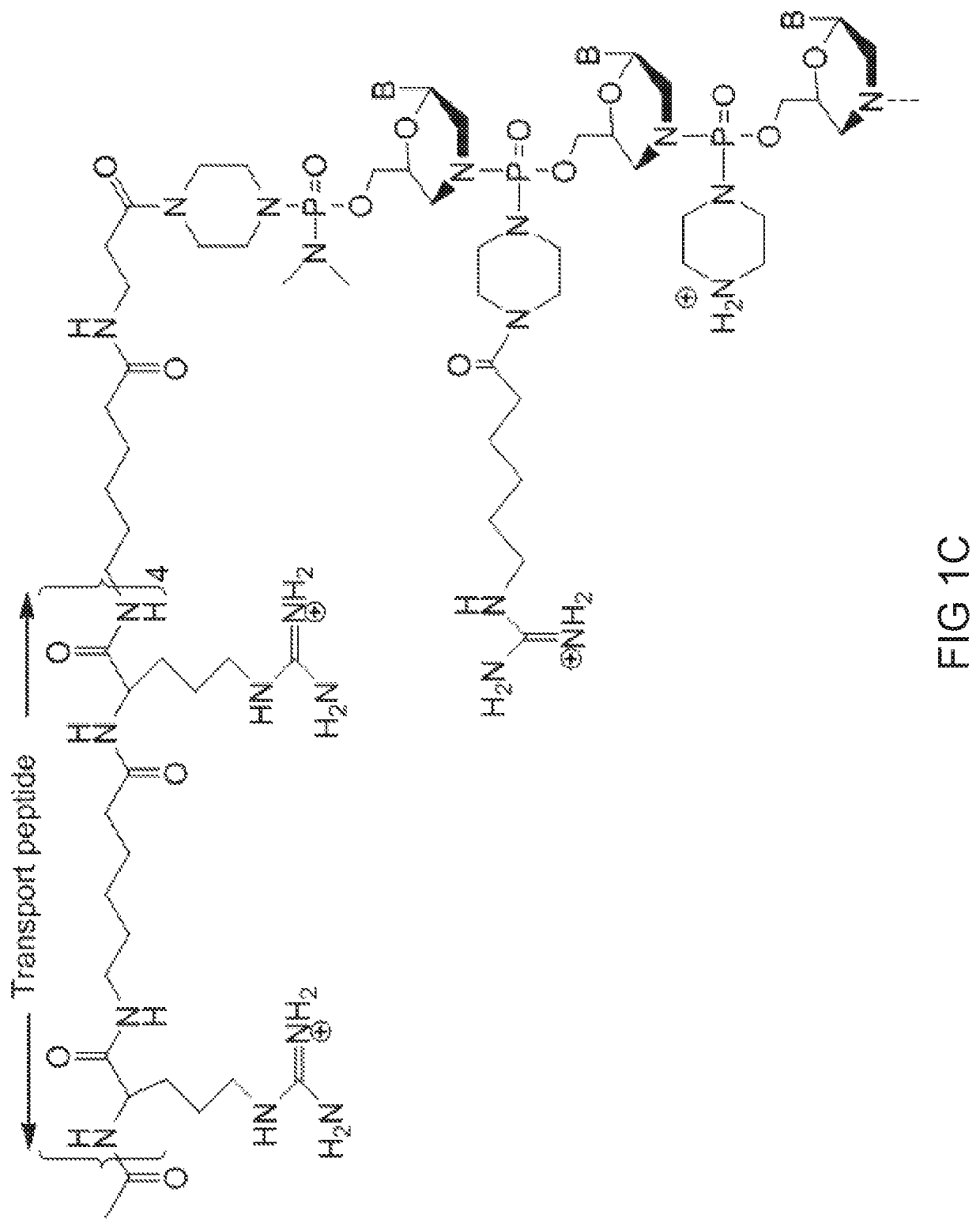 Antisense-induced exon exclusion in myostatin