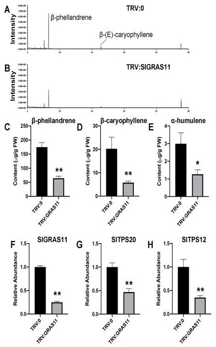 Application of GRAS11 to regulation of synthesis of plant terpenoids and/or development of glandular hairs