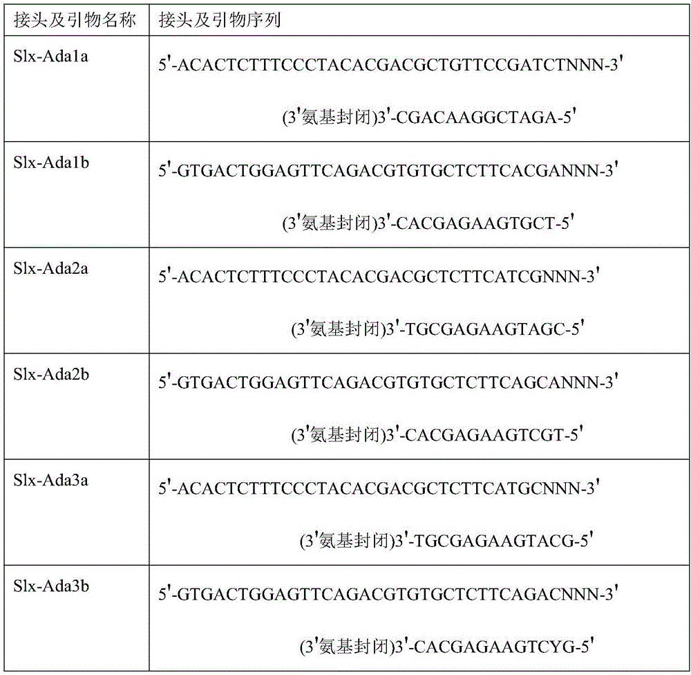 Method for constructing series connection RAD [restriction-site-associated DNA (deoxyribonucleic acid)] tag sequencing libraries