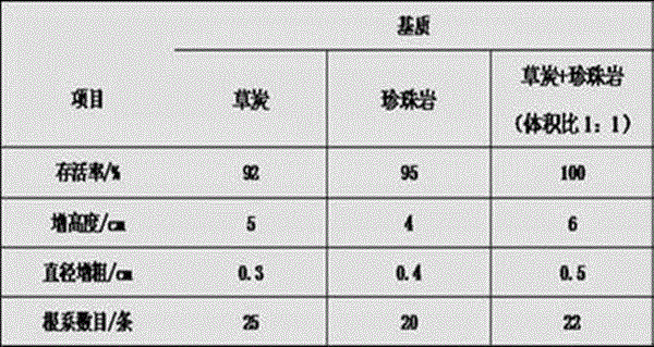 A kind of rapid propagation method of Yunnan laurel Ainaxiang medicinal material