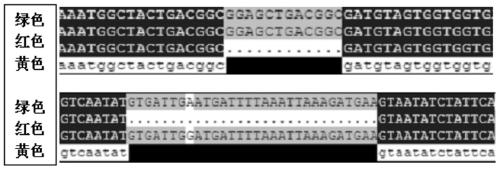 Early screening method of mango fruit color based on dual-fragment analysis