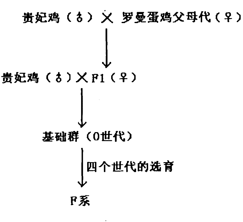 Cultivation method of native laying hens