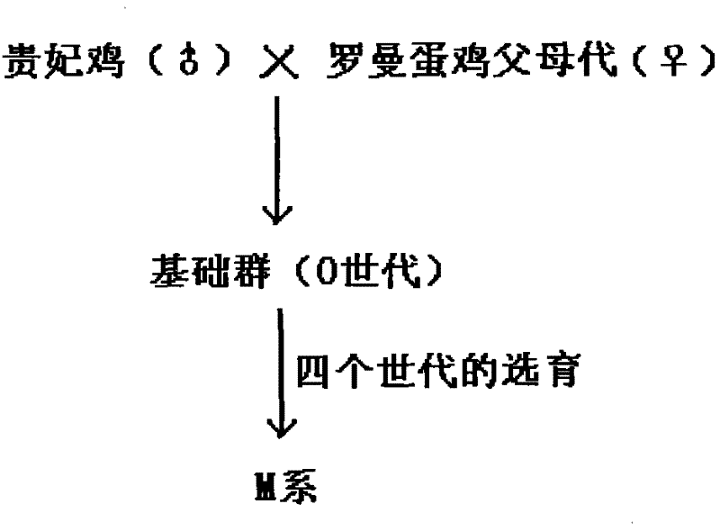 Cultivation method of native laying hens