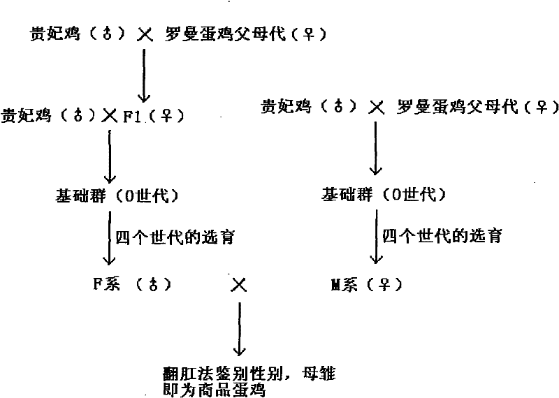 Cultivation method of native laying hens